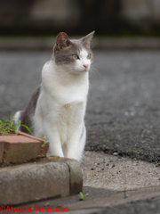 遊んでもらうのを、待っています