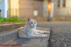 茶色の地域猫