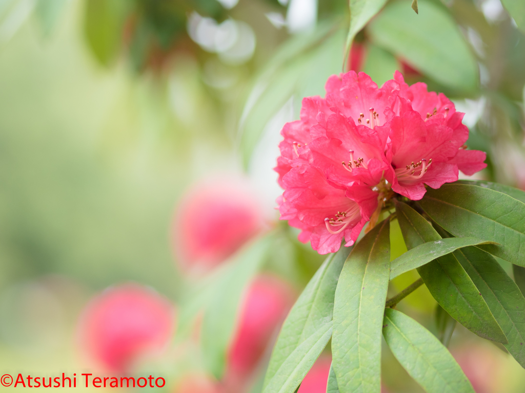 シャクナゲ・・・？