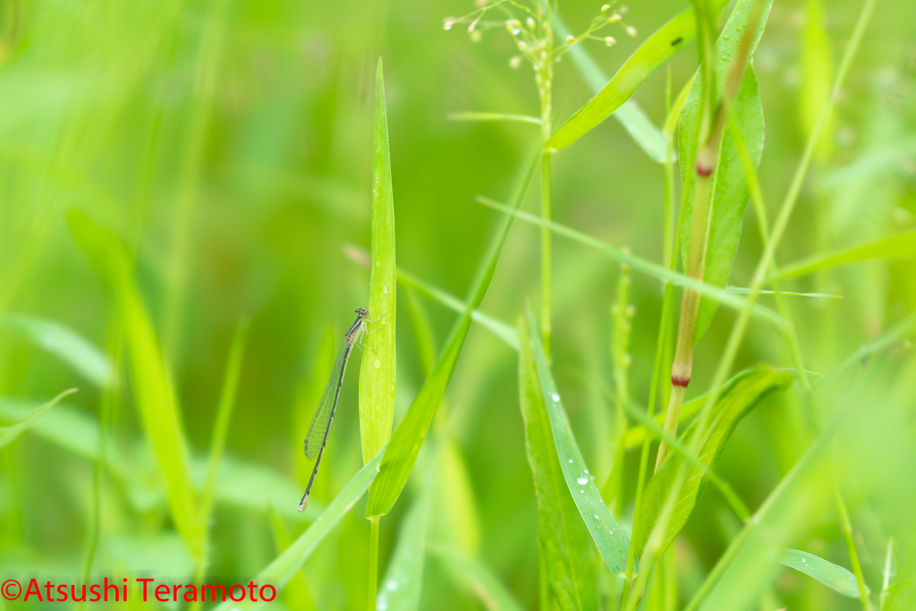 ホソミイトトンボ夏型♀