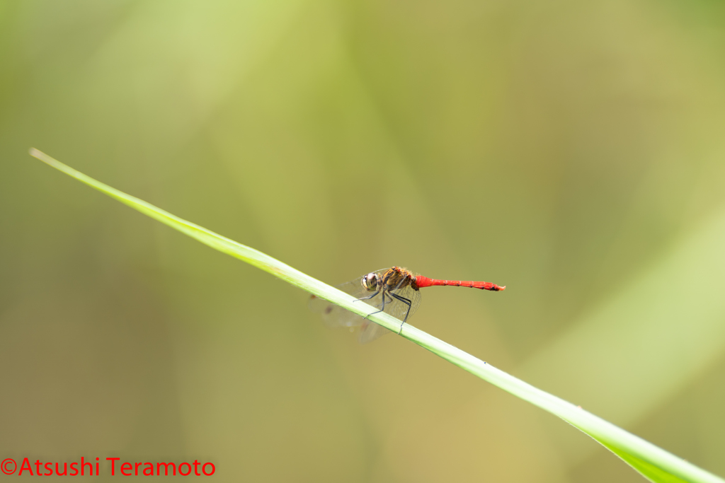 マユタテアカネ♂