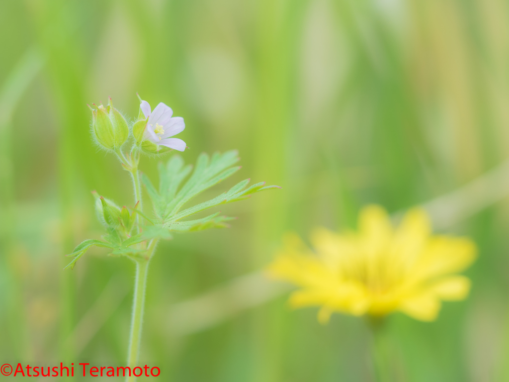 野草