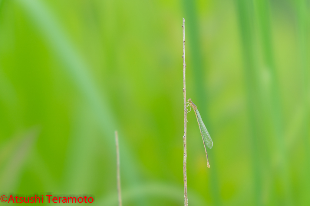 ホソミイトトンボ夏型♀（テネラル）