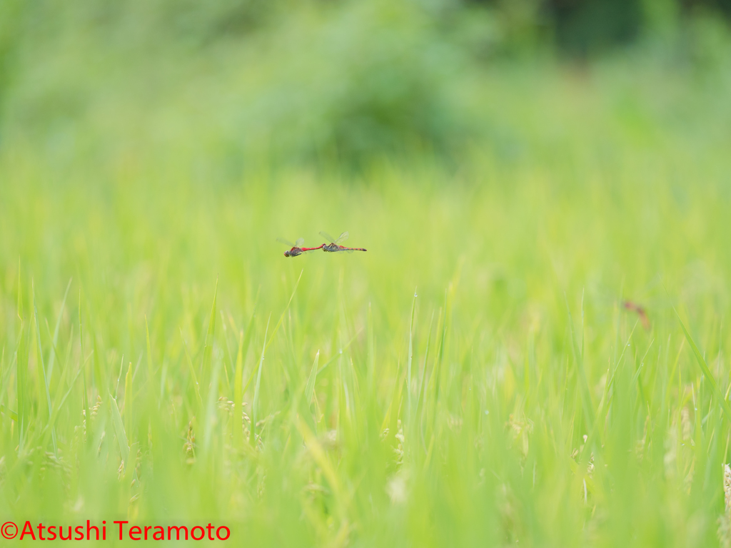 ナツアカネ連結産卵飛翔