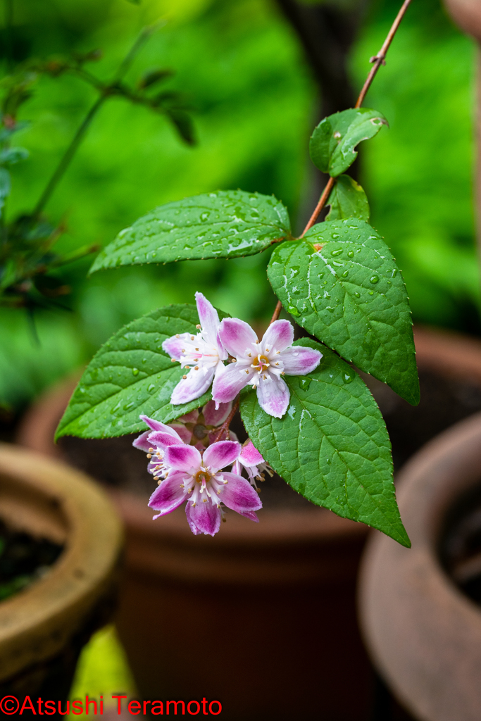 庭の鉢植え植物