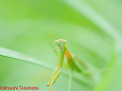 オオカマキリ