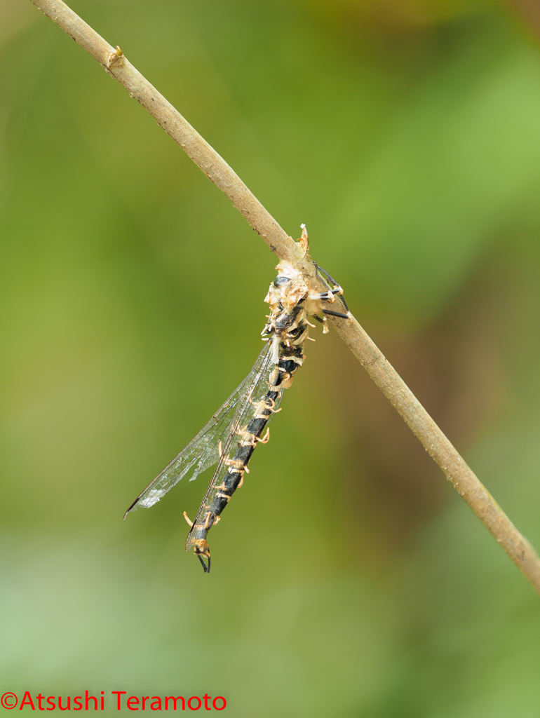 冬虫夏草「ヤンマタケ」