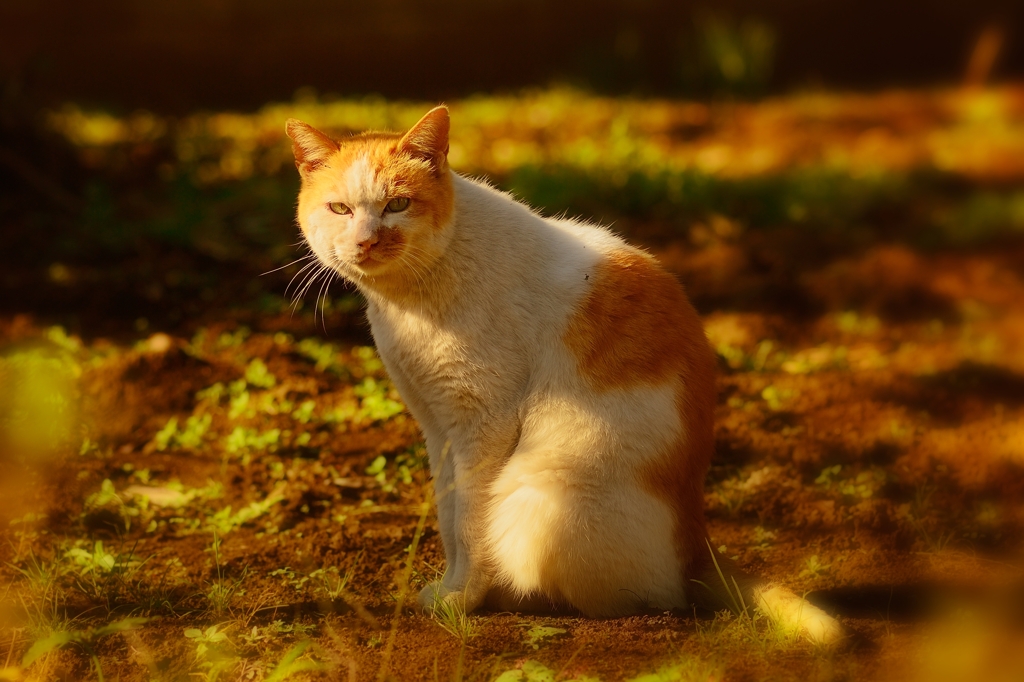 なにか・・・？