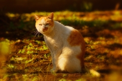 なにか・・・？