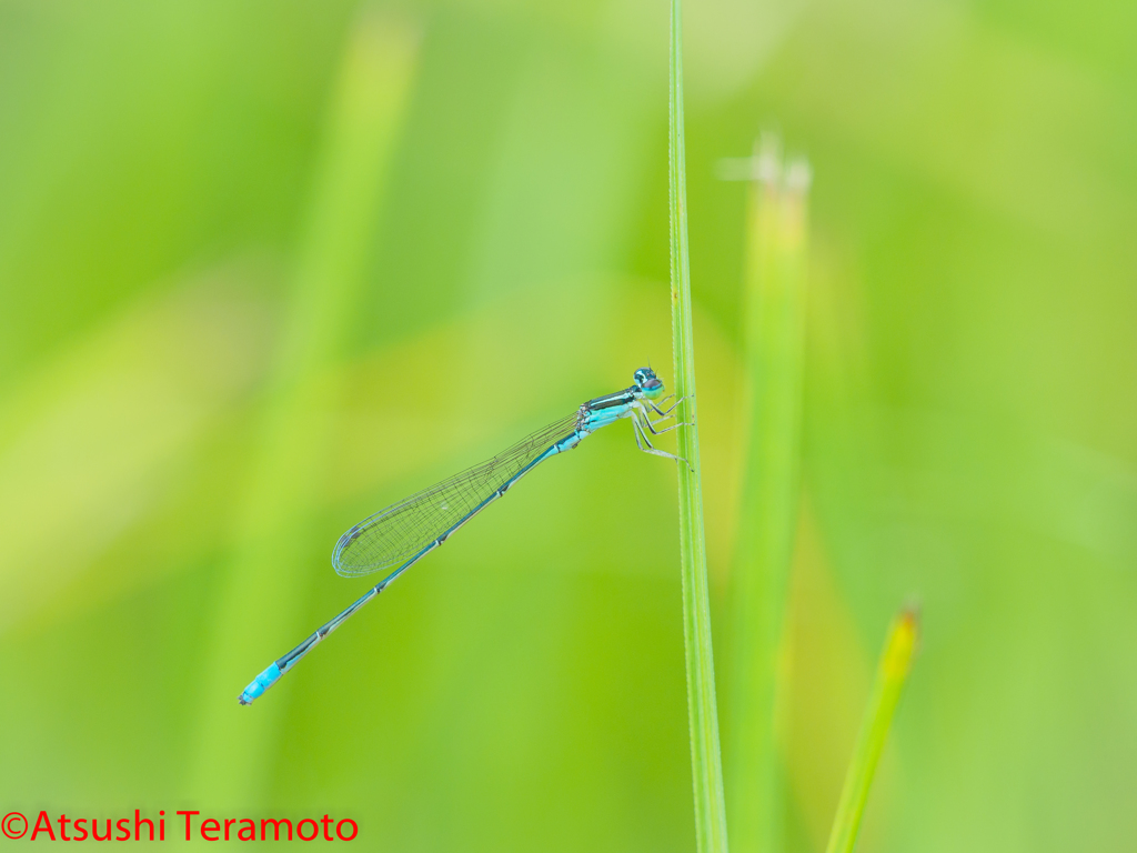 夏型♂