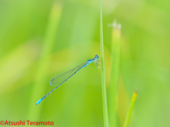 夏型♂