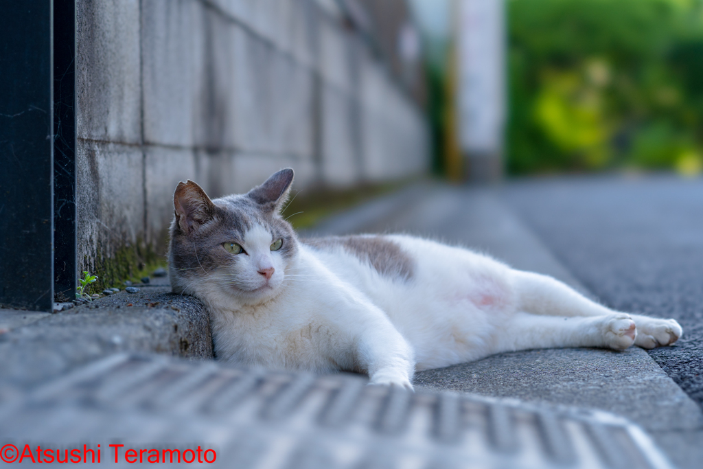 ネコ吉
