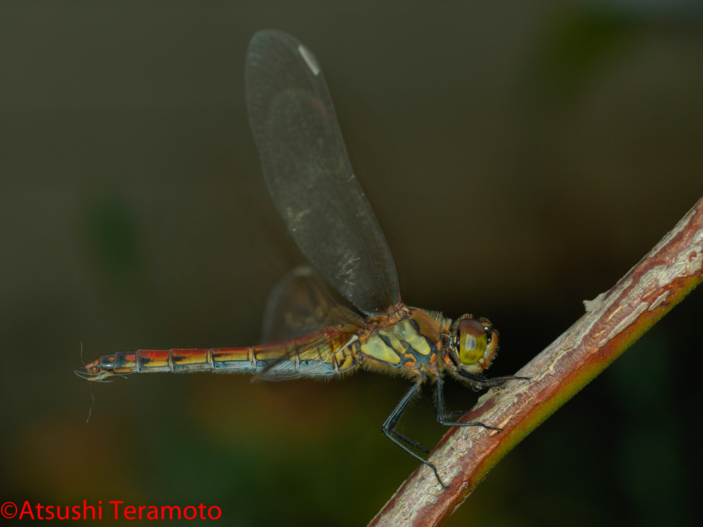 アキアカネ♀