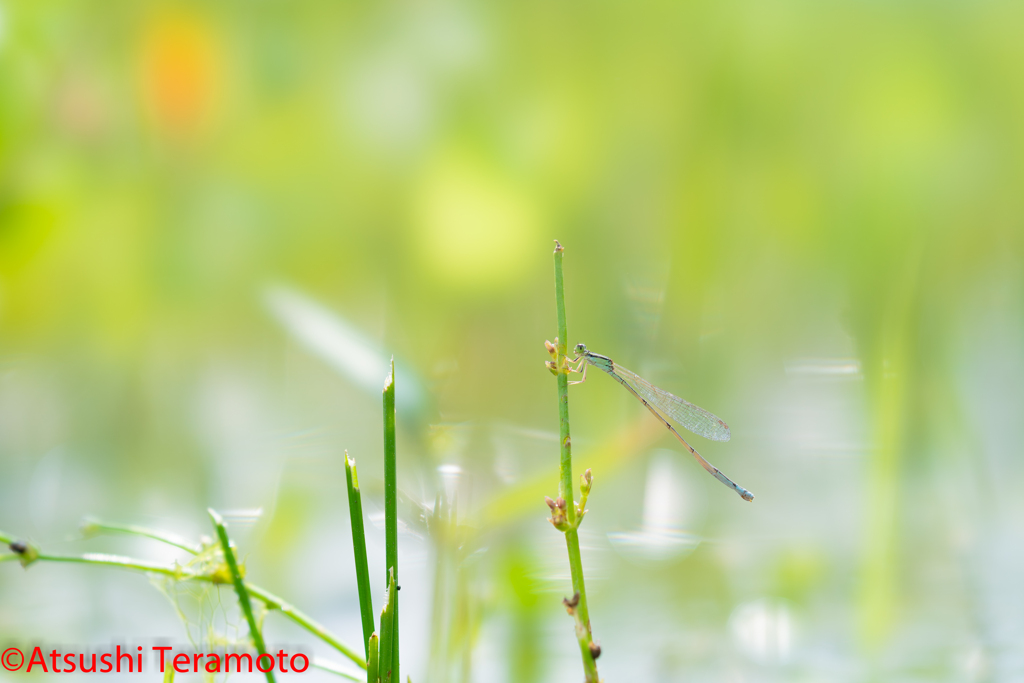 ホソミイトトンボ夏型♀