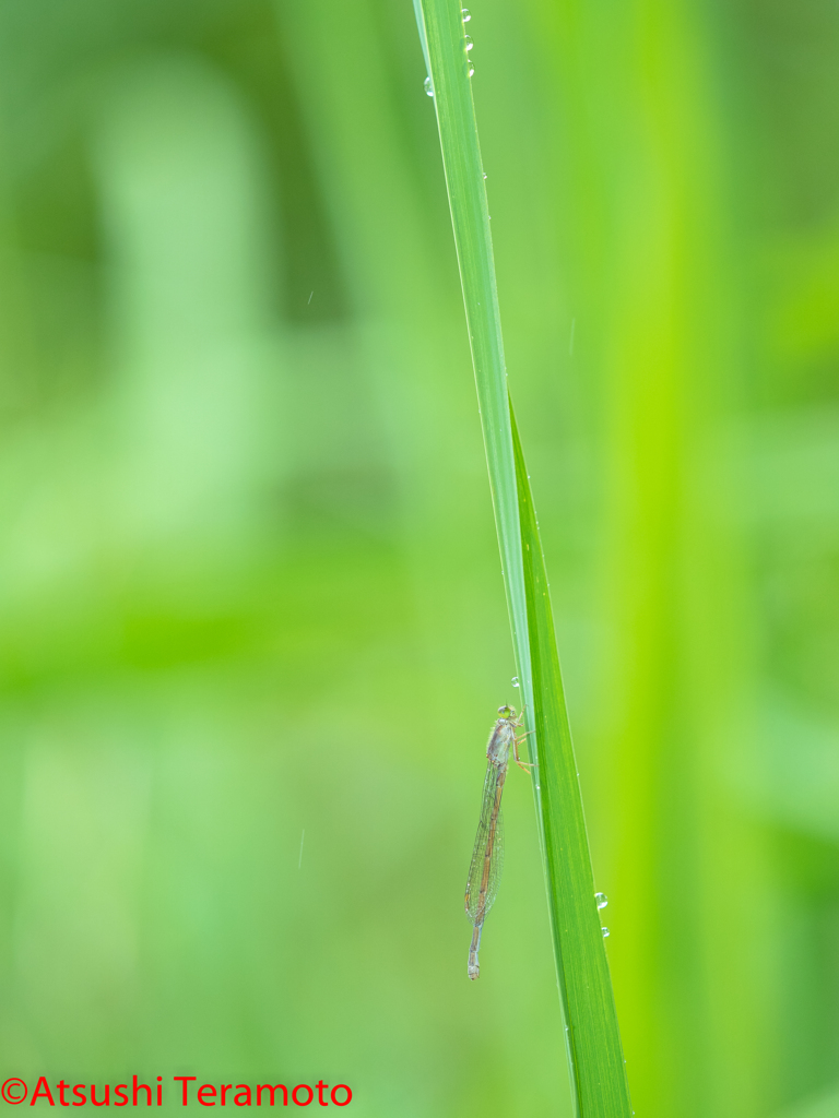 アオモンイトトンボ異色型♀