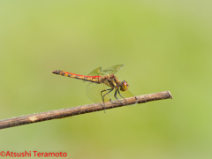 アキアカネ赤化個体♀