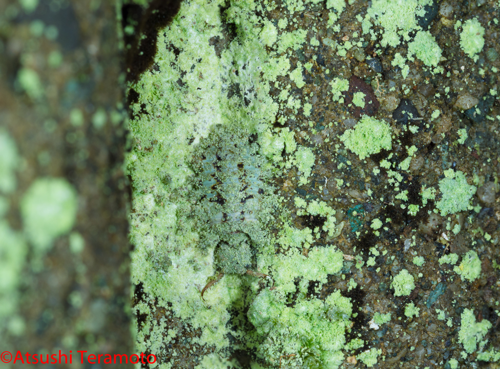 コマダラウスバカゲロウの幼虫
