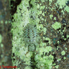 コマダラウスバカゲロウの幼虫
