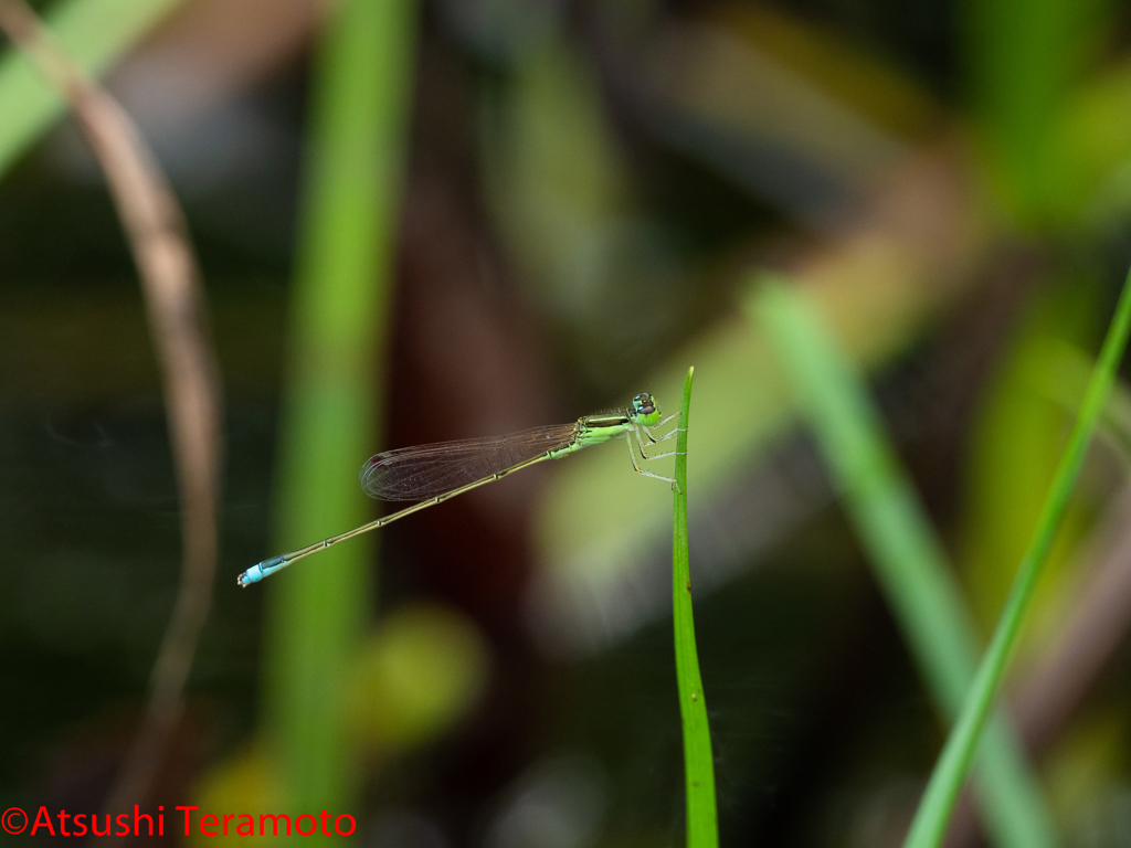 アジアイトトンボ♂