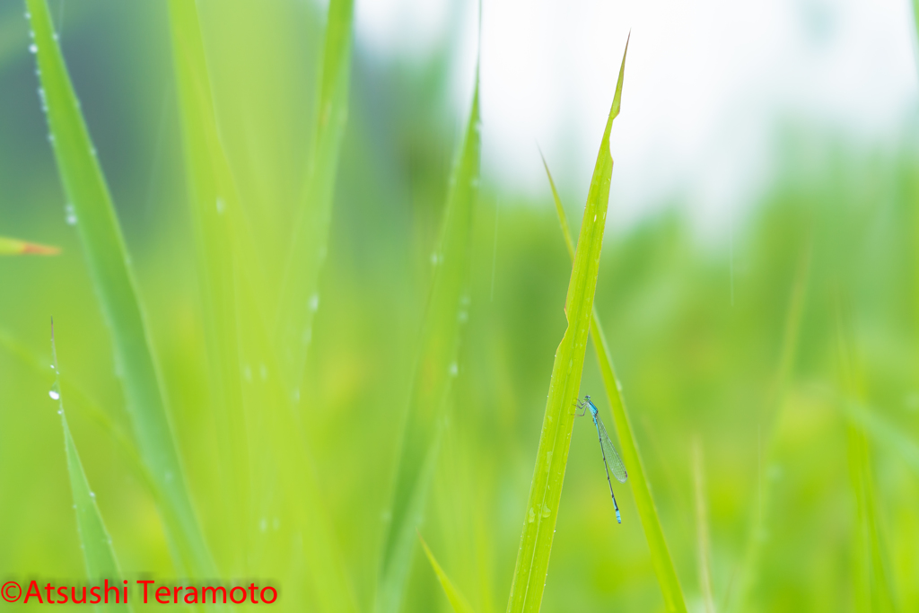 ホソミイトトンボ越冬型♂