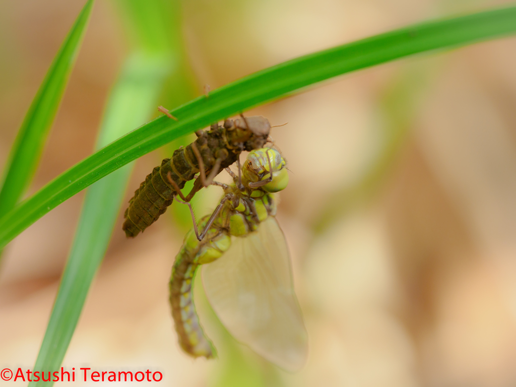 サラサヤンマ♀羽化