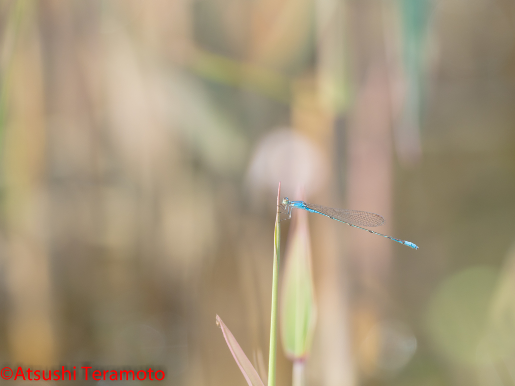 ホソミイトトンボ越冬型♂