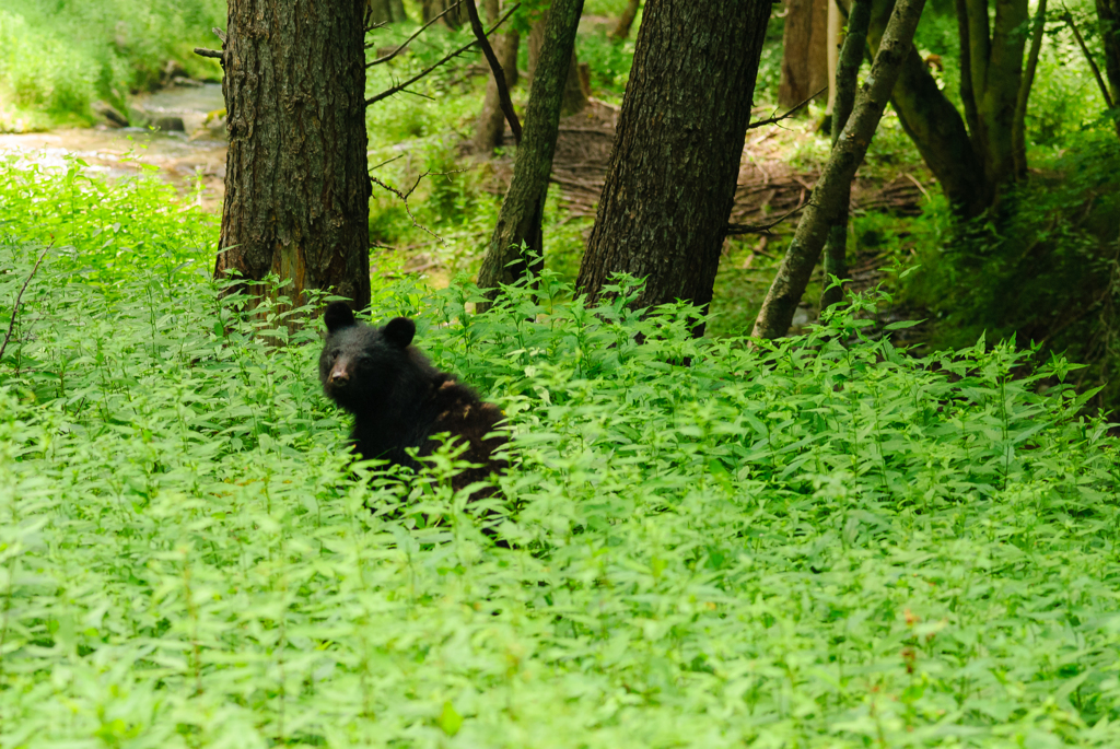 ツキノワグマ幼獣(蔵出し)