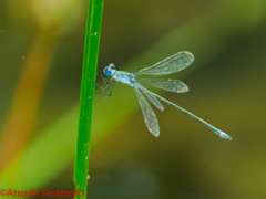 ♂