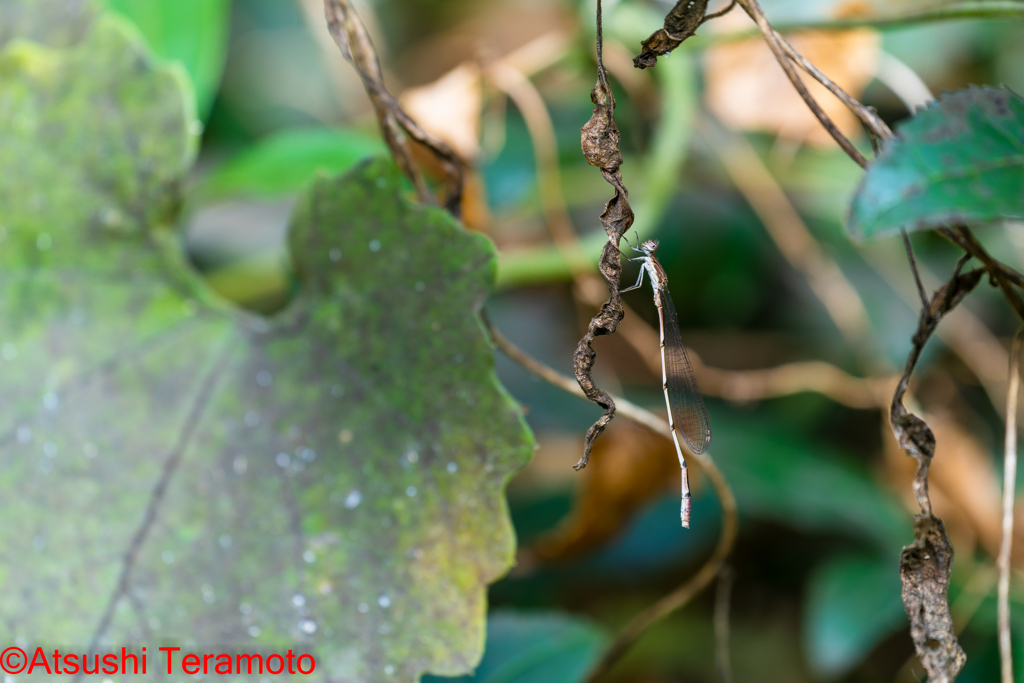 ホソミイトトンボ越冬型♂