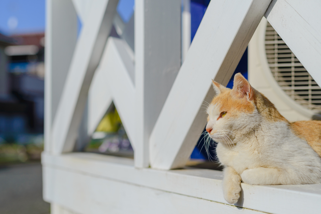 地域猫
