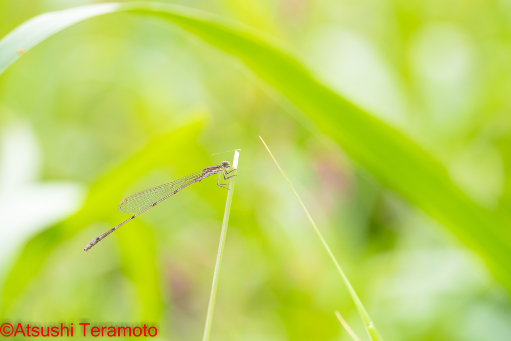 ホソミイトトンボ越冬型♂