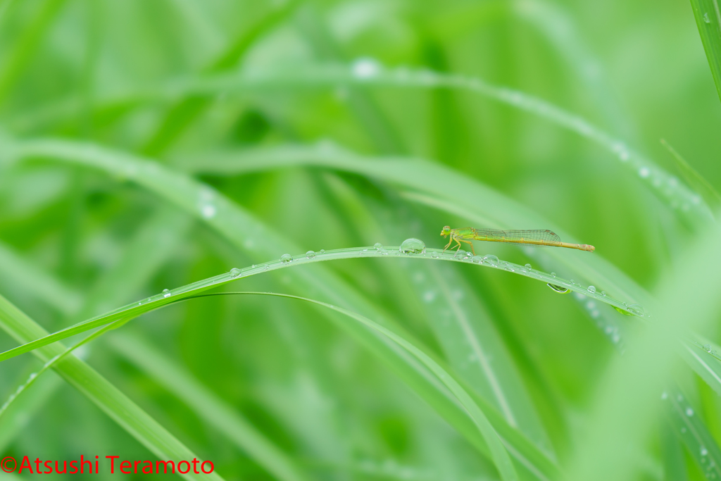 キイトトンボ♀