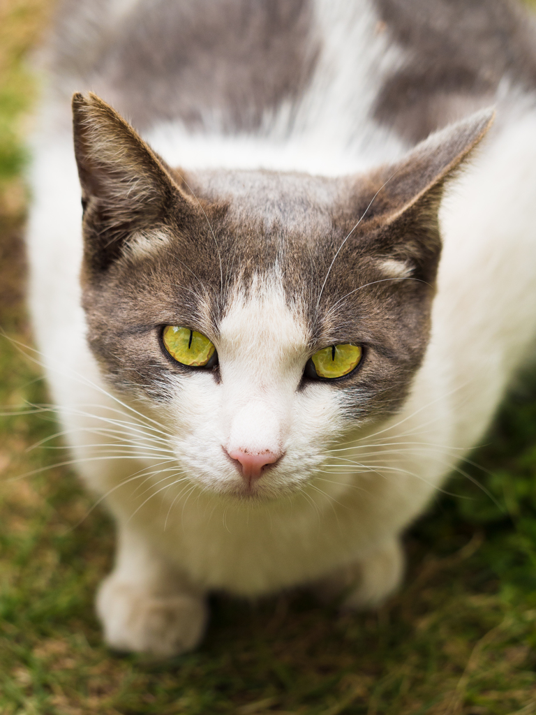 いつものネコちゃん。