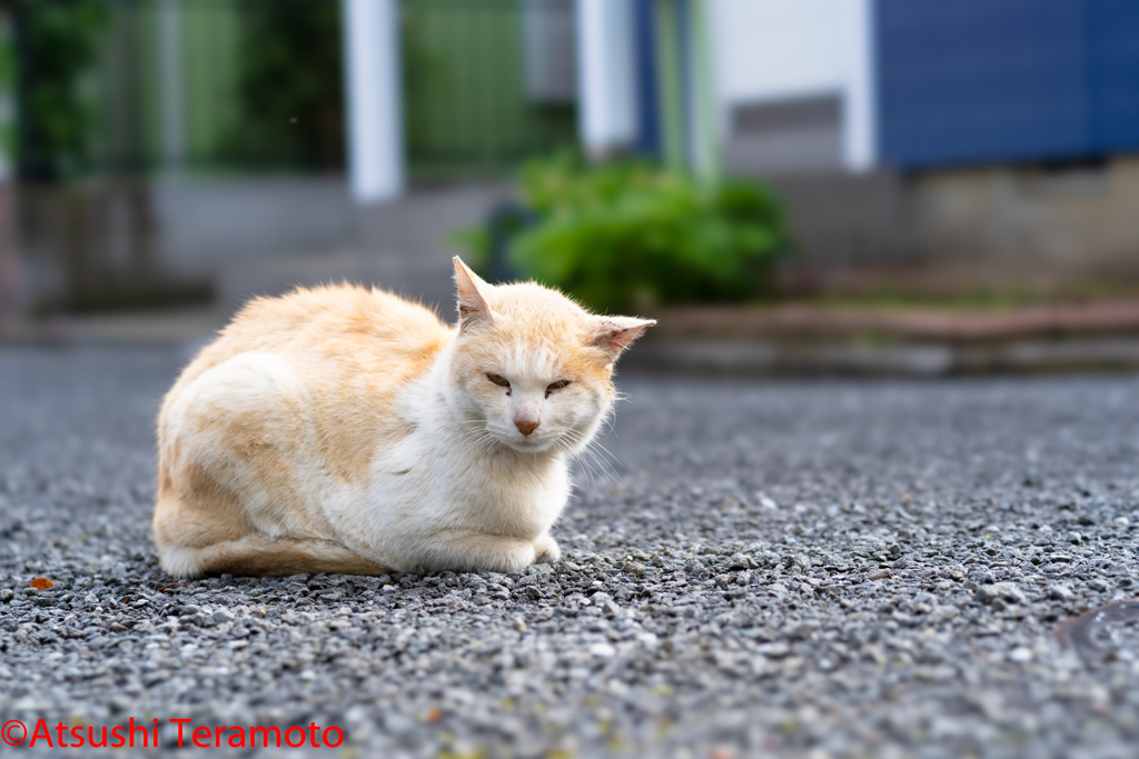 茶色の地域猫