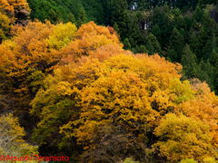 いつものトンボのフィールド