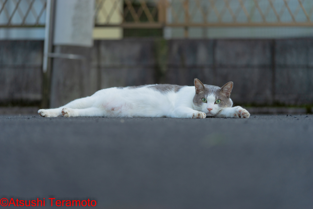 ネコ吉
