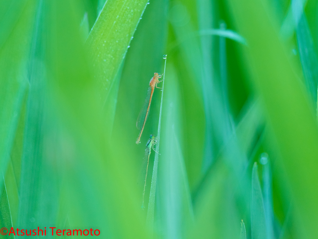 出社前の早朝探索