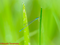 ホソミイトトンボ夏型♀