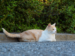 地域猫