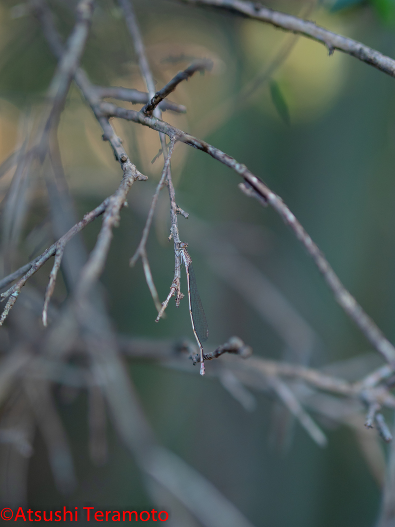 ホソミイトトンボ越冬型♀