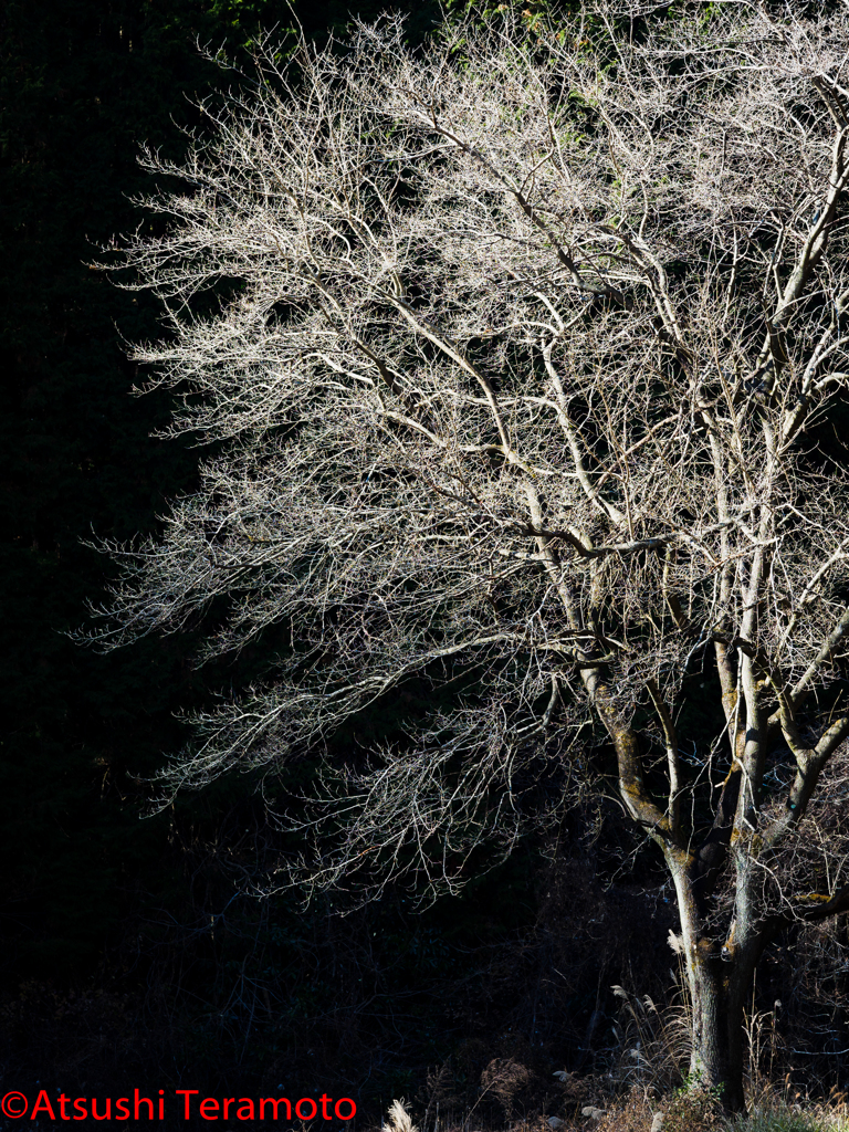 スポットライト