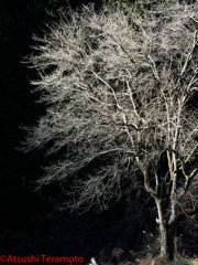 スポットライト