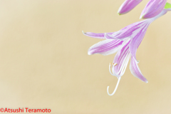 庭の花