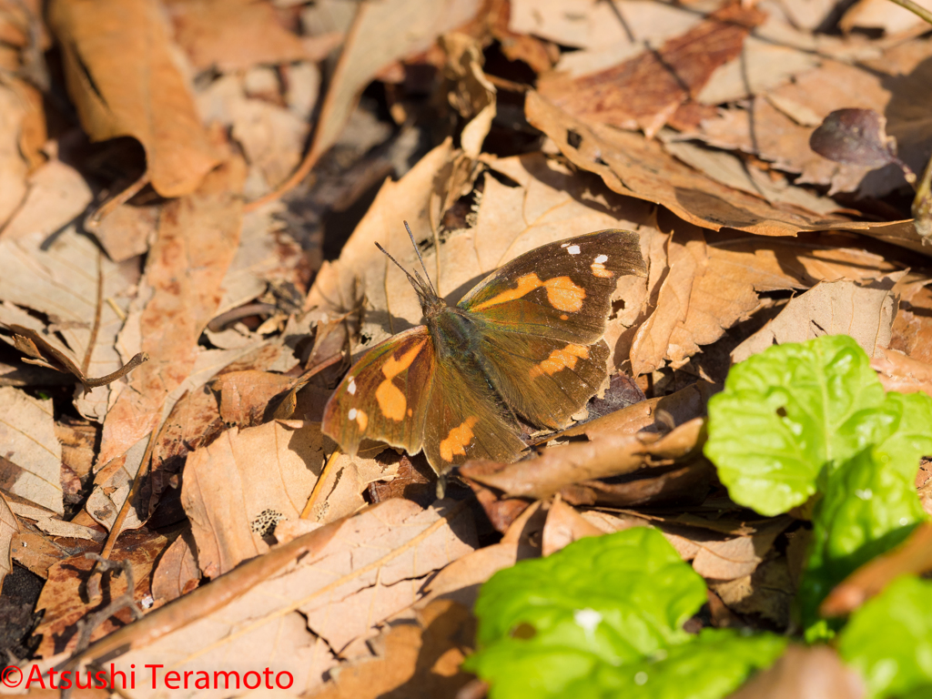 日光浴中なり・・・
