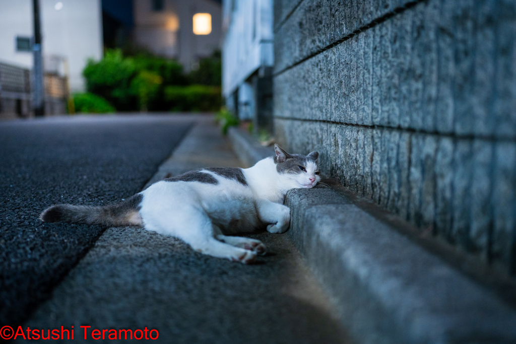 夕涼みするネコ吉