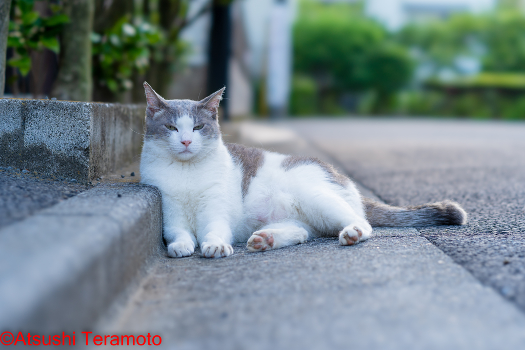ネコ吉