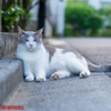 ネコ吉