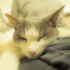 ネコ吉