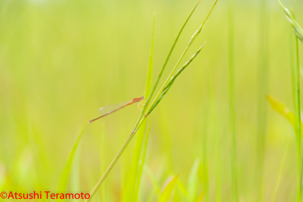 アジアイトトンボ未熟個体♀