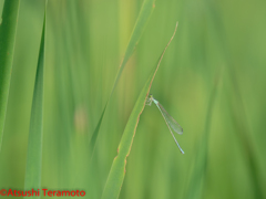 ホソミイトトンボ夏型♀